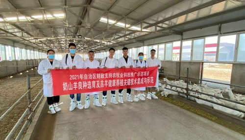 內(nèi)蒙古農(nóng)牧業(yè)科學(xué)院依托 農(nóng)牧業(yè)科技推廣示范項(xiàng)目 助力奶山羊產(chǎn)業(yè)發(fā)展